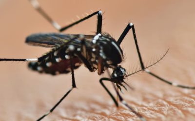 Mosquitoes of concern in Southern Massachusetts