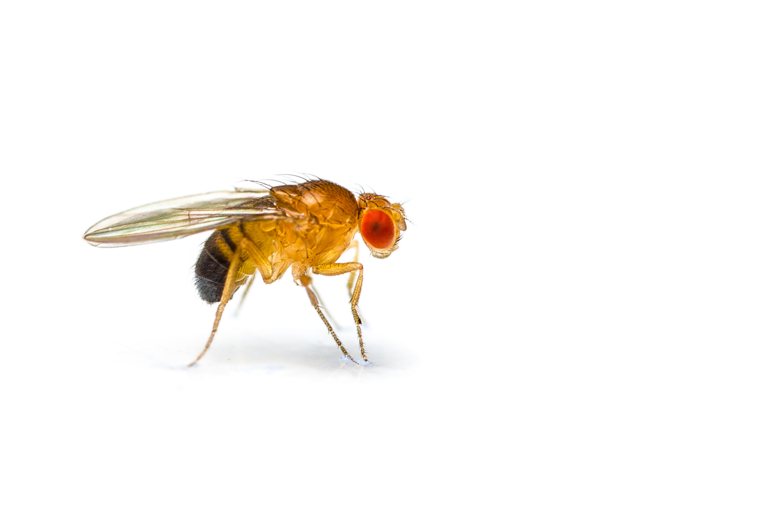 Fruit Fly Bar Pro insecticide vapor strip for restaurants