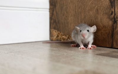 Rodents and Rodenticide Use