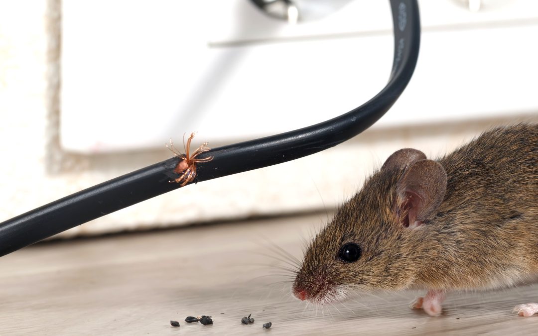 Mouse in the house? Act now!