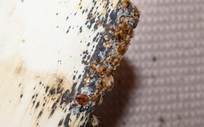 Why Bedbugs are more than just a nuisance