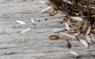 Termite Season