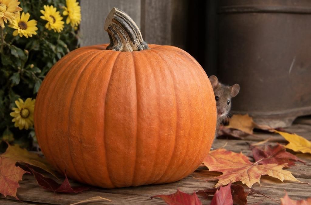 Fall Pest Control in New England