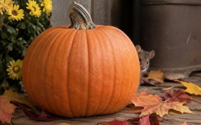 Fall Pest Control in New England